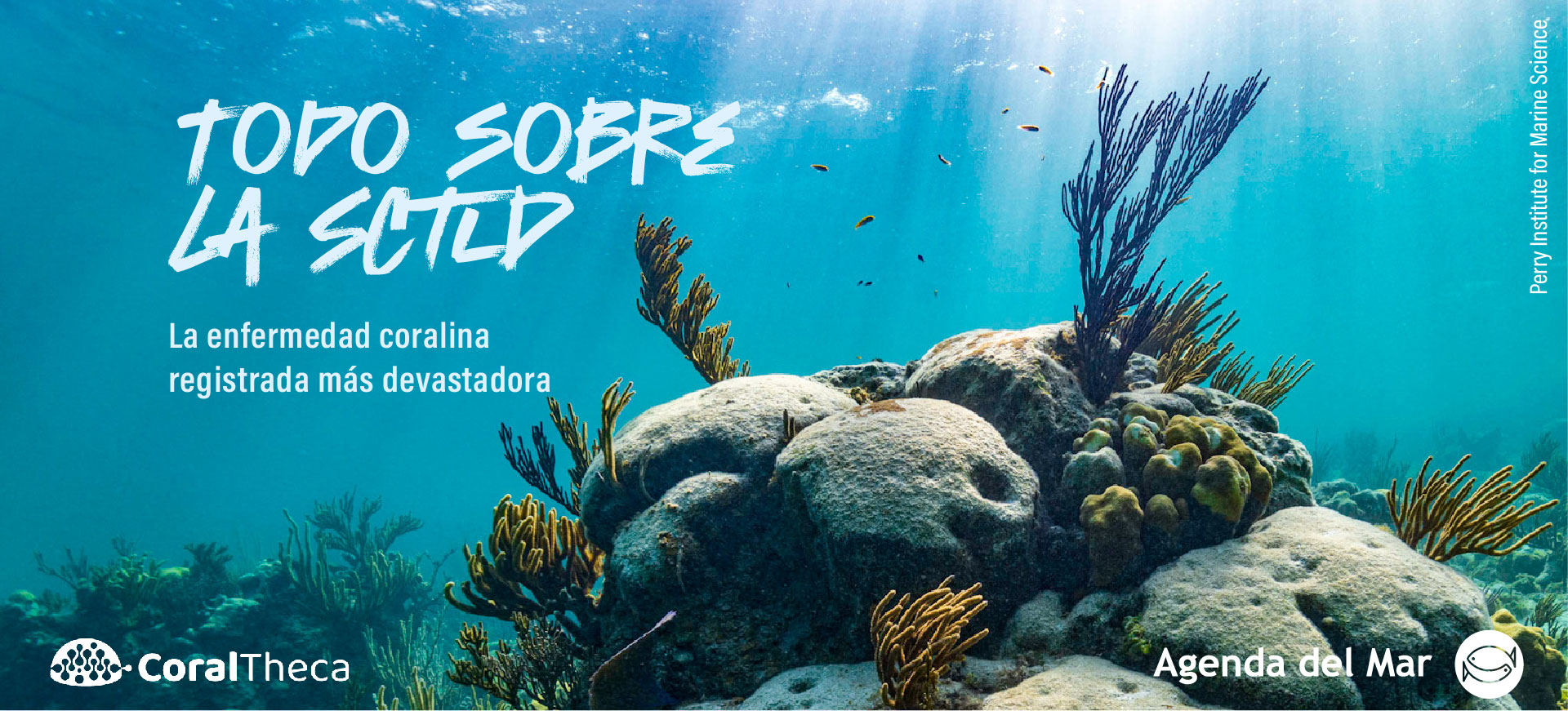 BANNERS CU SCTLD-04