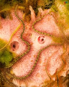 Mejor foto subacuática: Jorge Hugo Cano R. Fotos (serie) tomadas en la Isla de Tintipán, Golfo de Morrosquillo, Colombia.