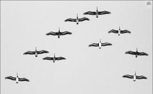 Mención especial: El vuelo de los pelícanos. Bernardo Hernández Sierra. Foto tomada en Viña del Mar, Chile.