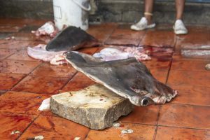 Mejor fotografía de denuncia ambiental: Bernardo del Cristo Hernández Sierra. Serie de tiburones martillo, tomada en Cartagena, Colombia.