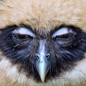 Mejor fotografía de Instagram elegida por el jurado: Búho de anteojos. Harold Sandoval Paz. Tomada en la Reserva Natural Yotoco, Valle del Cauca - Colombia.