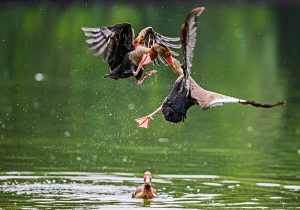 Mención especial. Ducks Fight: Pisingos. Kristhian Castro Valencia. Tomada en Eco-Parque de Las Garzas. Cali, Valle del Cauca - Colombia.