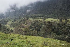 Mención especial: Daniel Alejandro Restrepo Marín. Serie "El fantasma de la montaña" tomada en Parque Los Nevados -Vereda El Bosque Pereira, Colombia