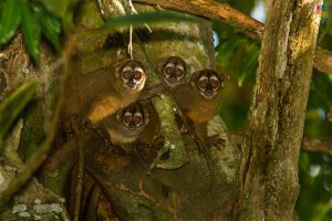 Mención especial: Las miradas de la selva. Rodrigo Gaviria Obregón. Tomada en Puerto Triunfo, Antioquia - Colombia.