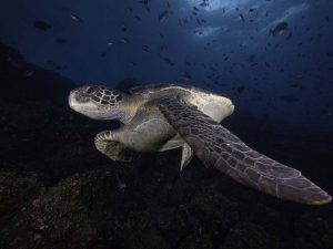 Mención especial: Juan David Valencia Herrera. Serie "Tortuga" tomada en Galápagos, Ecuador