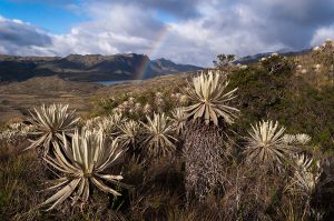 Mención especial: Daniel Alejandro Restrepo Marín. Nombre de la foto: Los siete colores del páramo. Tomada en el Parque Nacional Natural Chingaza.