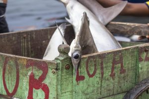 Mejor fotografía de denuncia ambiental: Bernardo del Cristo Hernández Sierra. Serie de tiburones martillo, tomada en Cartagena, Colombia.