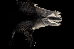 Mención especial. Carlos Rodríguez Vergara. "Alligator americano, el rey del pantano". Serie tomada en un centro de rescate animal en los Eveglades, Florida, EEUU.