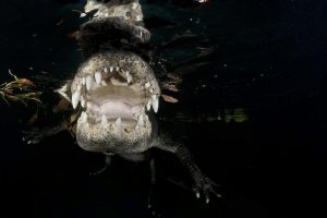 Mención especial. Carlos Rodríguez Vergara. "Alligator americano, el rey del pantano". Serie tomada en un centro de rescate animal en los Eveglades, Florida, EEUU.