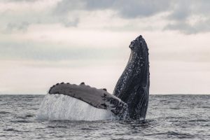 Mención especial. Esteban Duque Mesa. Serie de ballenas jorobadas. Tomada en Bahía Solano, Chocó, Colombia.