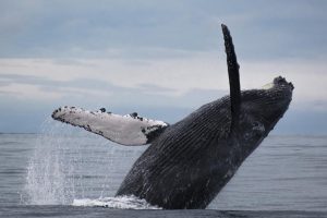Mención especial. Esteban Duque Mesa. Serie de ballenas jorobadas. Tomada en Bahía Solano, Chocó, Colombia.