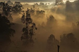 Mención especial: Edinson Iván Arroyo Mora. "Neblina" tomada en Rionegro - Antioquia, Colombia