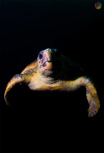 Mejor fotografía subacuática: Curioso. Juan Gabriel Vega May. Foto tomada en Zavora, Mozambique.