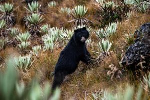 Mención especial. Kevin Molano Alarcón. Serie: “El rey del páramo”. Tomada en Parque Nacional Natural Chingaza, Colombia.