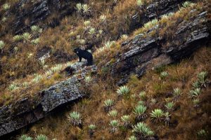 Mención especial. Kevin Molano Alarcón. Serie: “El rey del páramo”. Tomada en Parque Nacional Natural Chingaza, Colombia.