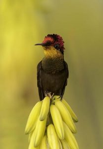 Segundo puesto: Fabián Nibaldo Barrueto Gallardo. "Fotografiando colores" tomada en Parque Nacional de la Uva, La Unión - Valle del Cauca, Colombia