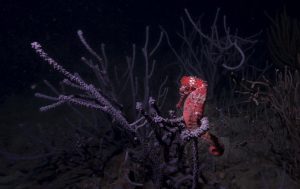 Mejor foto subacuática: Santiago Estrada Robledo: “Compañero” Tomada en Punta Venado, Taganga, Santa Marta, Colombia.