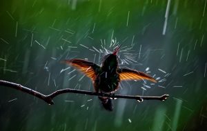 Mejor fotografía de aves: Kristhian Castro Valencia: “Rain Bath” Amazilia Verdiazul (Saucerottia saucerottei) Tomada en Cali, Valle del Cauca, Colombia.