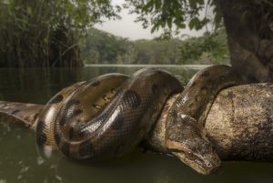 Primer puesto: Sebastián Di Doménico Sánchez. Serie de fotos tomadas en la selva amazónica ecuatoriana.