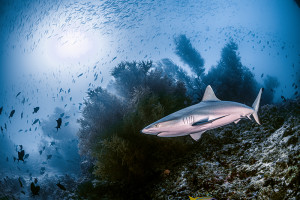 Mejor Subacuática: "Tiburón gris a la caza" de José Luis González Guerra, tomada en Maldivas.