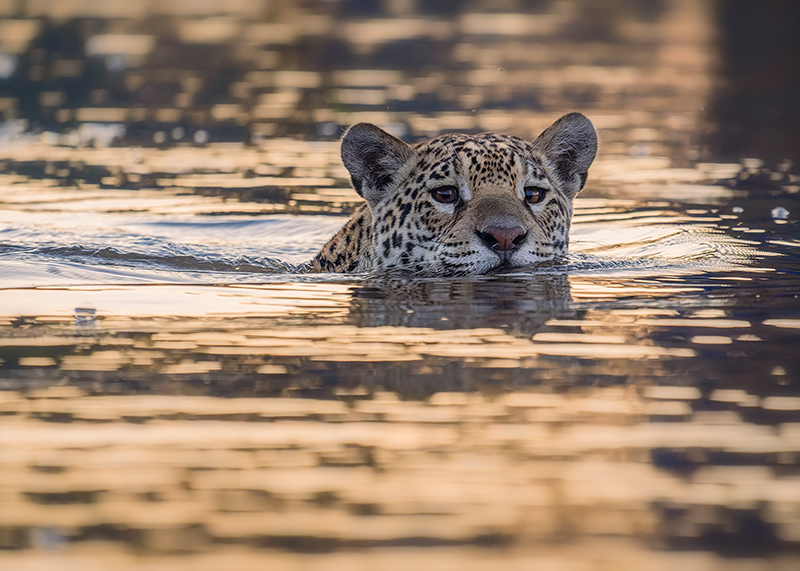 Primer puesto: "El rey jaguar" de Javier Zurita, tomada en Brasil