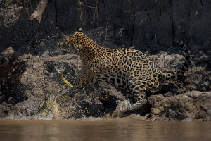 Primer puesto: "El rey jaguar" de Javier Zurita, tomada en Brasil