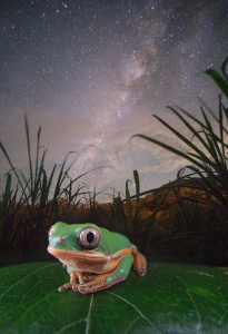 Mención especial: "La rana galáctica" de Mauricio Ávila, tomada en Santa María, Boyacá - Colombia.