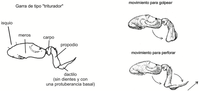 Tomado de Salgado-Barragán J. y Hendrickx M. E. 2010: Clave ilustrada para la identificación de los estomatópodos (Crustacea: Hoplocarida) del Pacífico oriental. Revista Mexicana de Biodiversidad 81