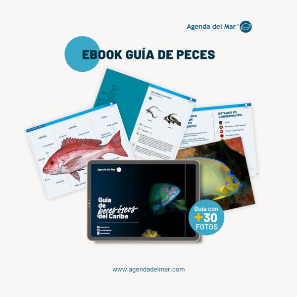ebook Guia de peces oseos del caribe con fotos