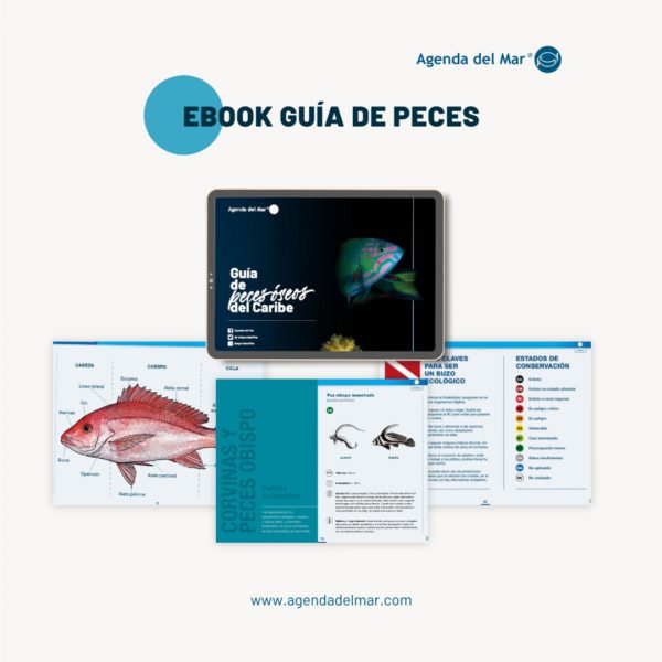 ebook Guia de peces oseos del caribe