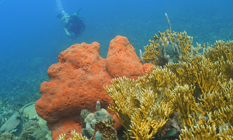 esponja de mar de colores