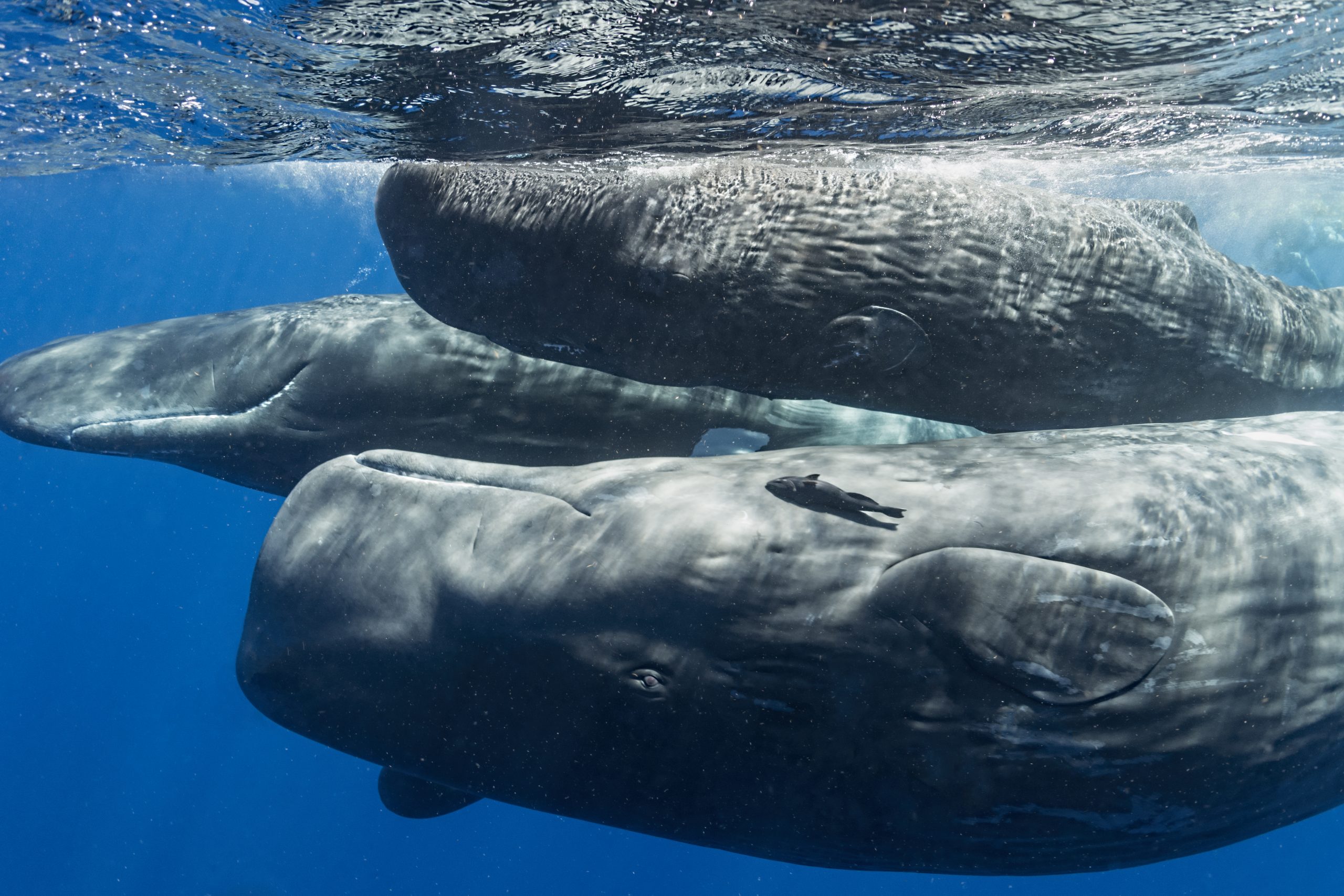 Cachalote vs Ballena Azul