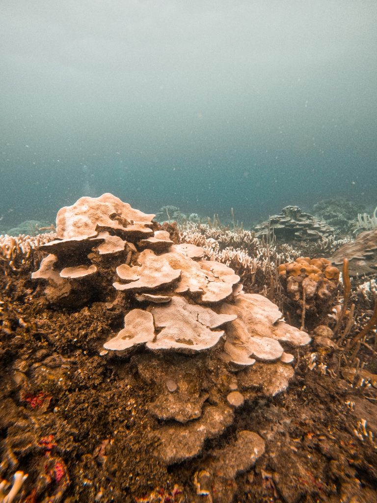 Alerta desde las Profundidades del Caribe: El Blanqueamiento Coralino Amenaza la Vida en Nuestros Arrecifes