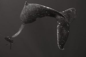 Mejor fotografía Subacuática: "Un encuentro a pulmón único y mágico con el cetáceo" Juan David Valencia Herrera. Tomada en Moorea Polinesia Francesa.