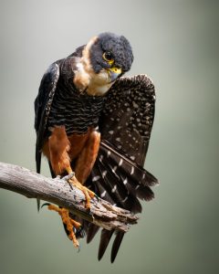 Mejor fotografía de aves: "La reverencia del halcón" Jonathan Layton Ávila. Tomada en el Cañón del Chicamocha - Colombia.