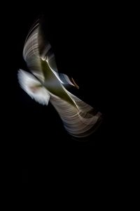 Mejor fotografía creativa de naturaleza: "Gaviota mágica" Bernardo del Cristo Hernández Tomada en Bath –Reino Unido.