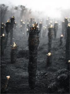 Ganador Denuncia Ambiental 1 - Jonathan Layton Avila