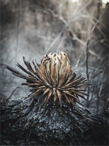 Ganador Denuncia Ambiental 3 - Jonathan Layton Avila