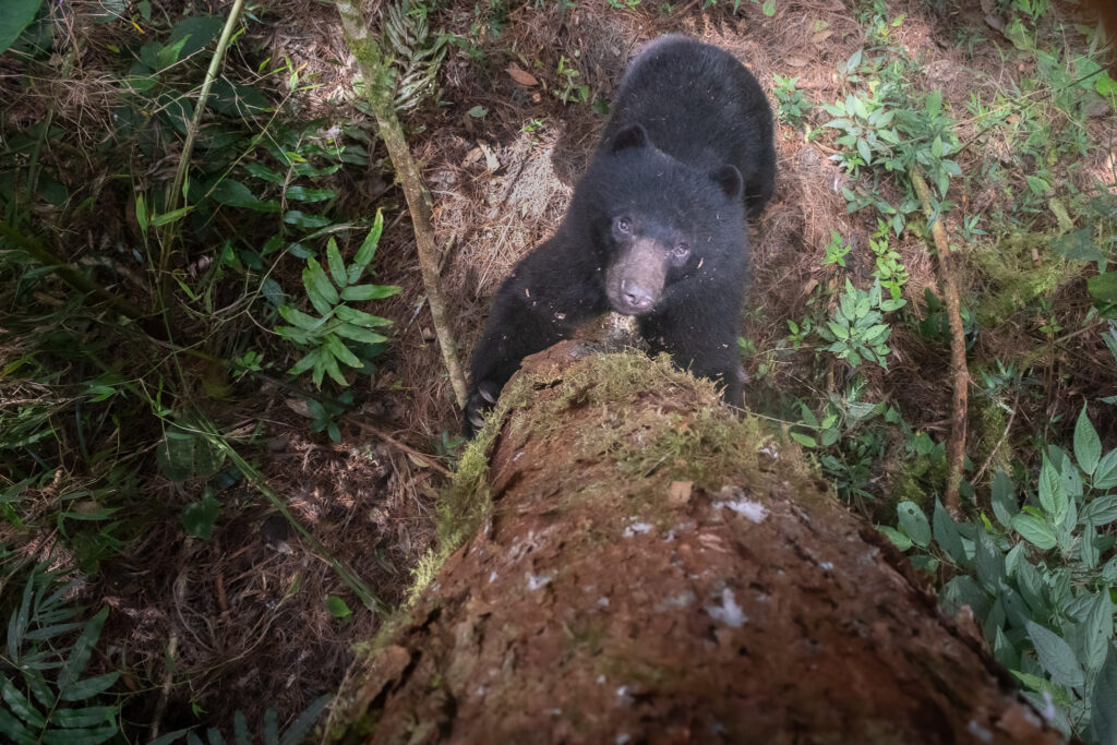Oso Andino: Juan Camilo Botero