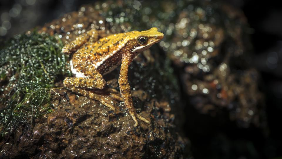 Atelopus laetissimus