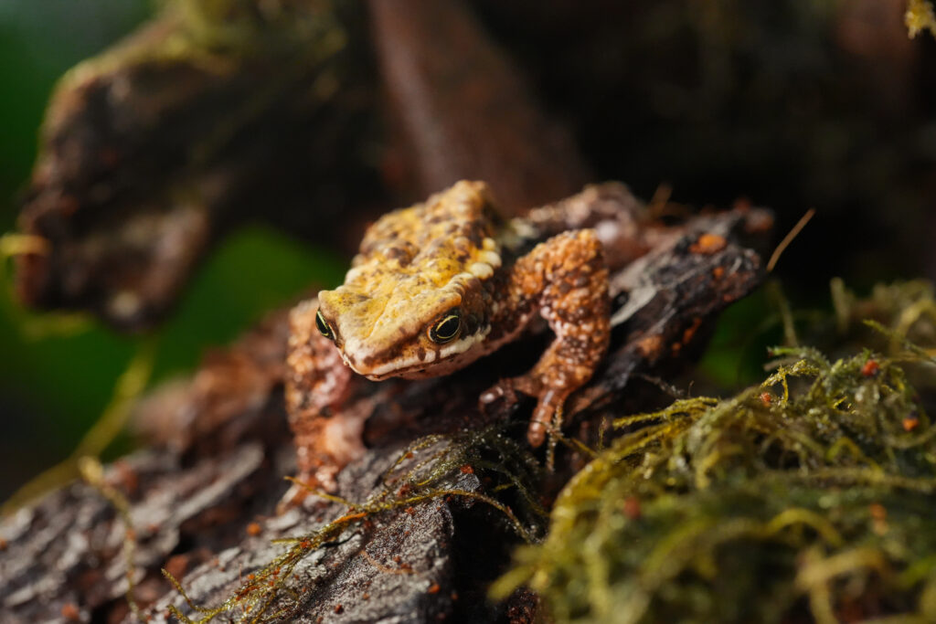 Atelopus laetissimus
