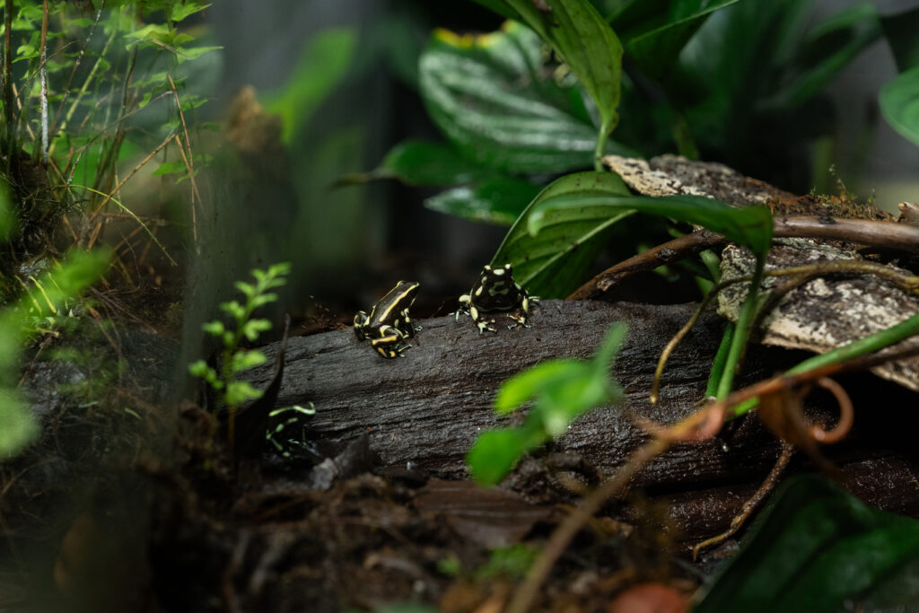 Dendrobates auratus
