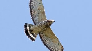 Aguililla Alas Anchas (Buteo platypterus), David Brown.