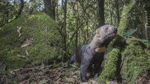 Tayra, the privacy of a peri-urban forestWith its particular lo